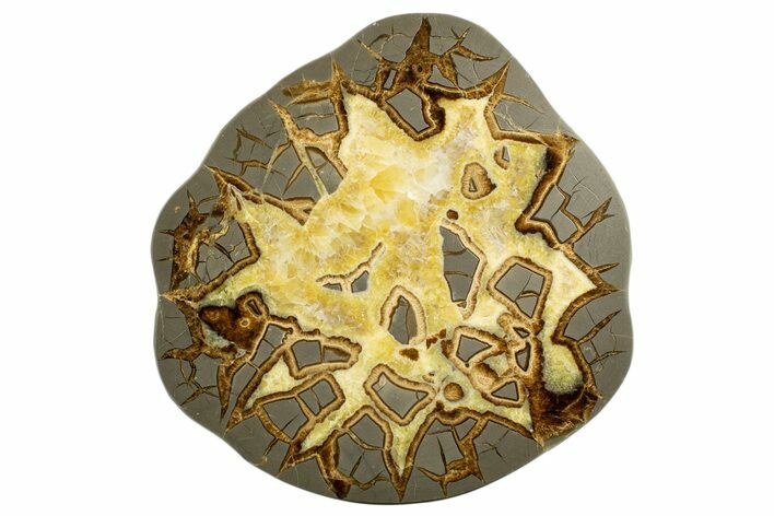 Polished Septarian Slab - Utah #338243